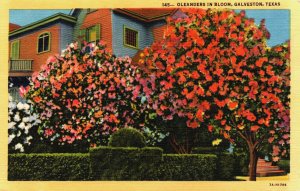 United States Texas Galveston Oleanders in Bloom Vintage Postcard C298