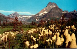 Montana Glacier National Park Flowers Bear Grass