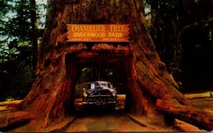 California Redwood Highway Underwood Park Chandelier Drive Thru Tree