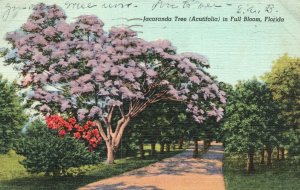 Vintage Postcard 1941 Jacaranda Tree Acutifolia In Full Bloom Flowering Tree FL