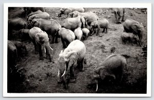 Nyeri Kenya Wildlife @ Treetops Hotel~Closeup~African Tusked Elephants~RPPC 1950 