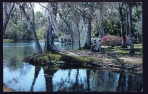 Florida Scene -  Along Silver River in famous Silver Springs ~ Chrome