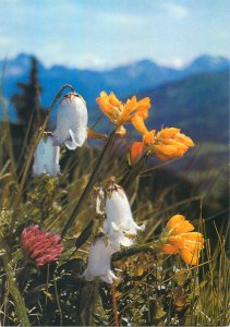 Postcard flore de montagne campanule berbue et genet mountain view