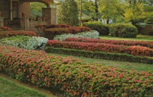 Mississippi MccOmb Beautiful Azaleas