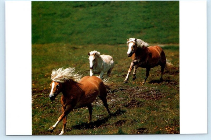 2 Modern Postcards OLDENBURG HORSES ~ HAFLINGER PONIES 4x6