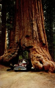 California Yosemite National Park Wawona Tree