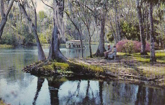 A Beautiful Florida Scene Along Silver River In Famous Silver Springs Florida