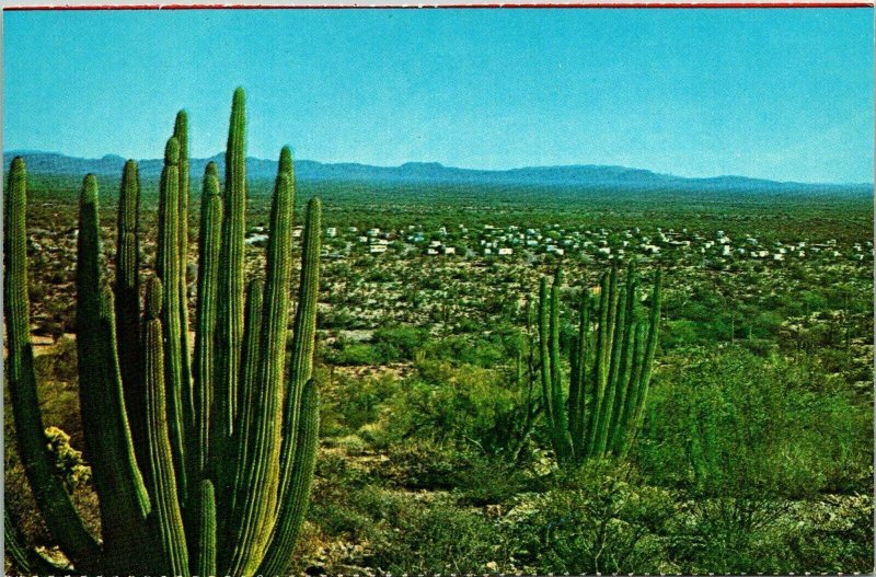 Organ Pipe Cactus National Monument Ajo Arizona AZ VTG Postcard UNP Unused 