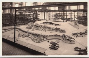 Belgium Royal Museum of Natural History Brussels Fossils Vintage Postcard C194