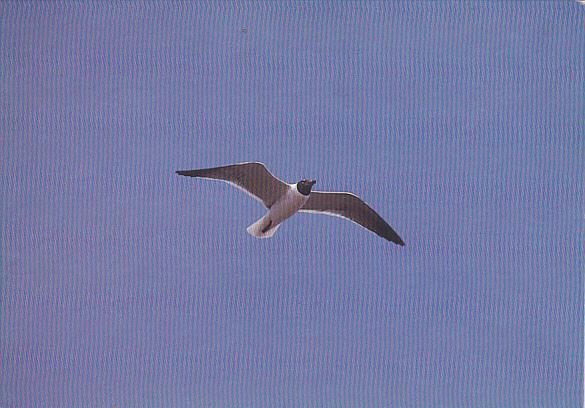 Sailing Solo Sea Gull