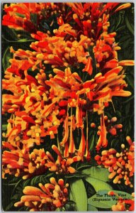 The Flame Vines (Bignonia Venustar) Land Of Unusual Flowering Plants FL Postcard