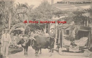 Spain, Madeira, Oxen Drawn Cart