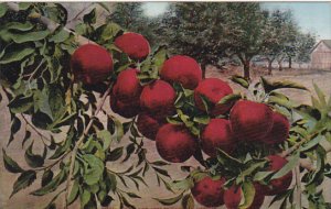 How Red Apples Grow In Oregon Fruit by Edward Mitchell
