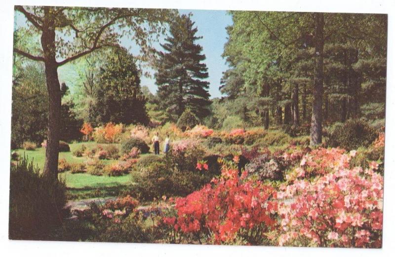 Biltmore Asheville NC Azalea Garden North Carolina Postcard