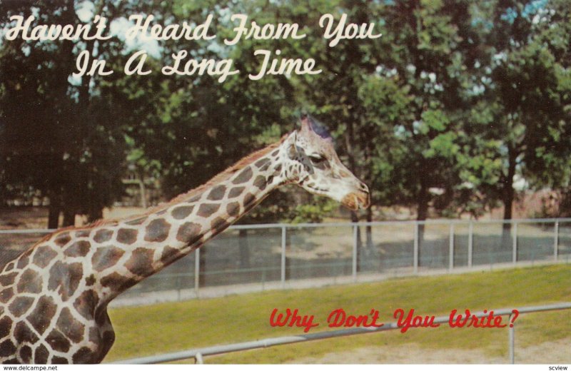 Giraffe , Greetings , 40-60s