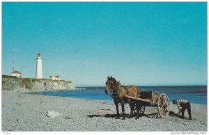 Horse and fishing cart, Cap des Roseiers Lighthouse, Gaspe,  Quebec,  Canada,...