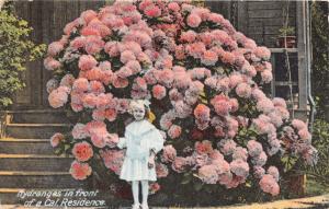 YOUNG GIRL STANDING IN FROM OF HYDRANGES CALIFORNIA RESIDENCE POSTCARD c1913