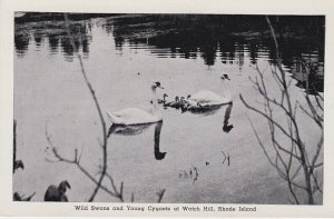 Rhode Island Watch Hill Wild Swans and Young Cygnets