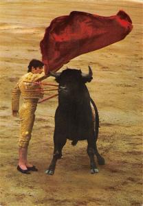 BR88895 corrida corida toros bull sport spain animal animaux