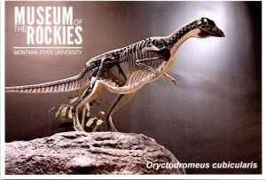 Oryctodromeus Cubicularis Museum of Rockies Bozeman Montana POSTCARD