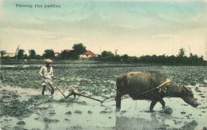 Philippines SE Asia hand colored Farm Agriculture C-1910 Postcard 21-7223