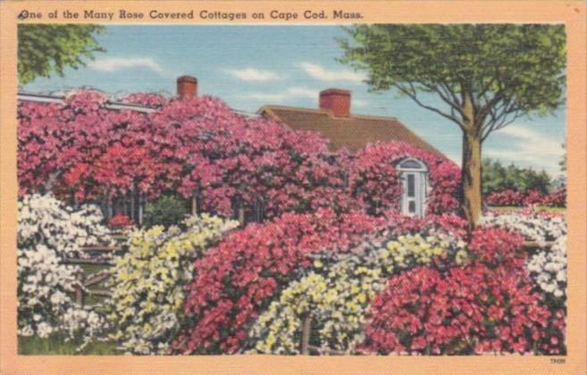 Massachusetts Cape Cod Typical Rose Covered Cottage 1957
