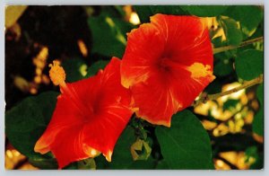 Postcard Hawaii Hibiscus Blossoms