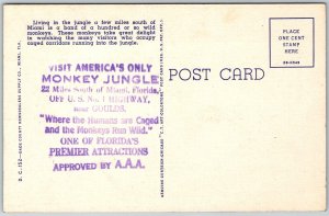 Miami Florida 1940s Postcard Monkey Jungle Ad Back