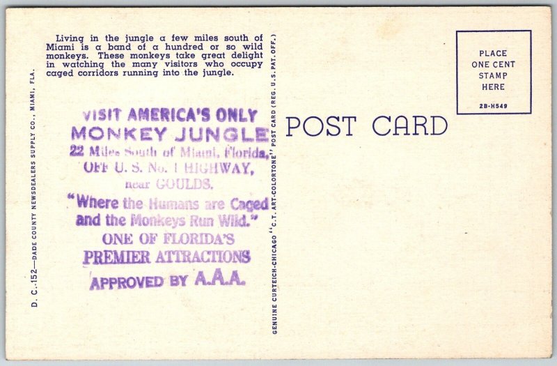 Miami Florida 1940s Postcard Monkey Jungle Ad Back