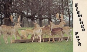 Deer Family at Flamingo Park Malton Yorkshire Wildlife Zoo 1970s Postcard