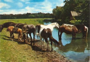 Animals Horses in the River Nice modern Italian  photo postcvard