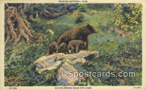 Native Brown Bear & Cubs - Rainier National Park, Washington