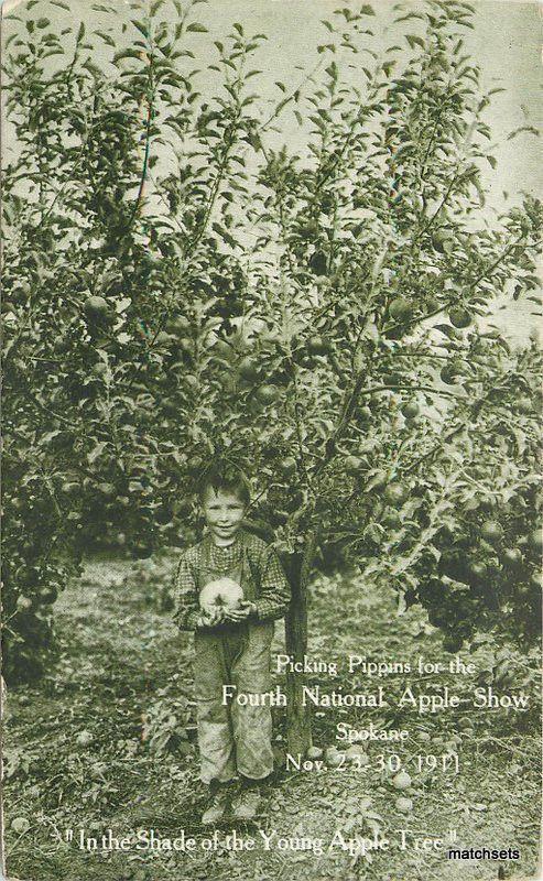 1911 Spokane Washington Picking Pippins 4th Apple Show Agriculture Farming  8223
