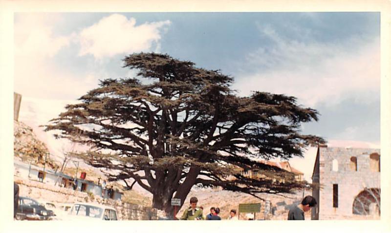 Cedars, Lebanon Postcard, Carte Postale Lumber from Cedar, used in Temple Con...