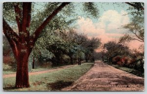 Omaha Nebraska~Omaha Boulevard South West~Rural Dirt Road~Big Tree~c1910 