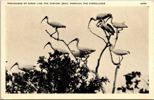 Thousand Of Birds Line The Tamiami Trail Through The Everglades Florida