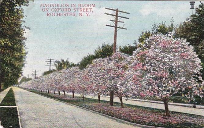 New York Rochester Magnolias In Bloom On Oxford Street 1909