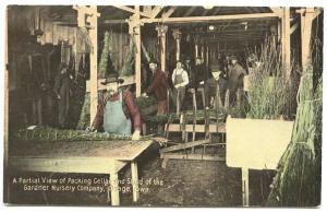 Osage IA Gardner Nursery Co. Packing Cellar & Shed Workers Postcard