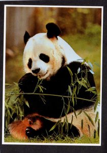 Panda Bear from China Bear Animal Animals Postcard