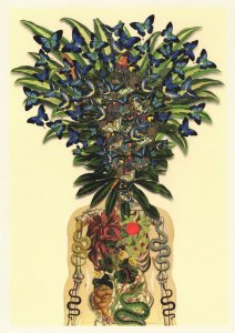 Skeleton Human Anatomy As Flower Garden Butterfly French  8x6 Postcard