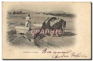 Old Postcard Camels in the Seguia