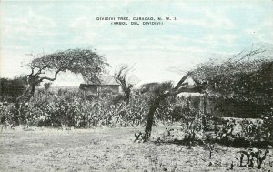 Linen Postcard; Dividivi Tree, Curacao, N.W.I., Caribbean unposted