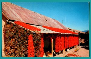 Chili Peppers Hang From Native Hut - [MX-909]