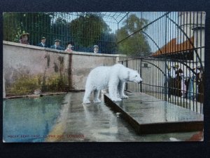 London Zoo POLAR BEAR GAGE c1906 Postcard by E.P.A. Zoo Series