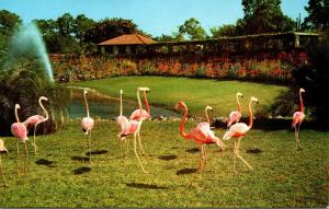 Birds Flamingos At Parrot Jungle Miami Florida