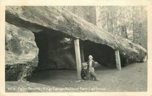 Fallen Monarch Kings Canyon Park California 1949 RPPC Photo Postcard 21-4171