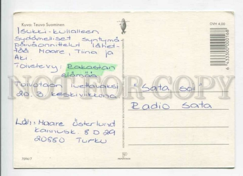 429496 FINLAND Little mouse eats berries Old postcard