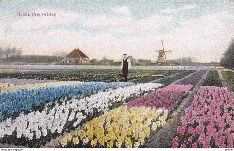 NETHERLANDS, 1900-1910s; Hyacinthenvelden