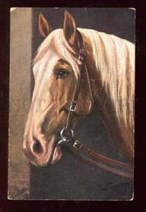 3023864 Head of HORSE Berber-Hengst by THOMAS  Vintage TUCK PC