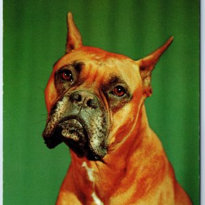 1957 Adair, IA Greetings Cute Boxer Dog Now Listen to Me Pup Chrome PC A234